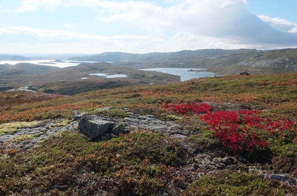 Høst i Setesdal vesthei
